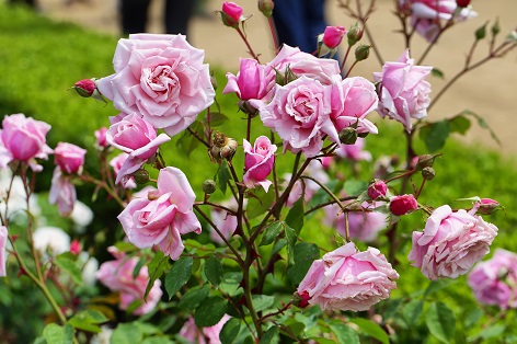 Odmiany róż pnących - 3 porady jak stwórzyć romantyczny ogród